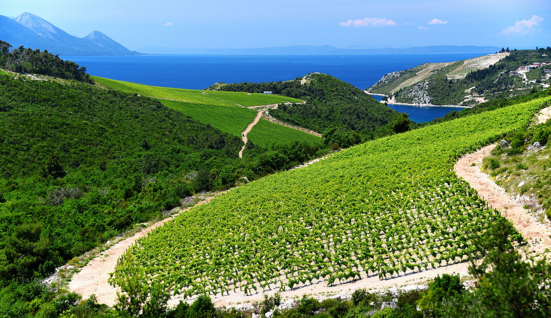 Méditerannée Blanc IGP