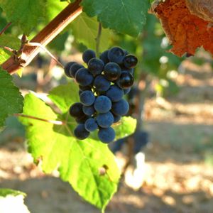 Sangiovese Toskana IGT