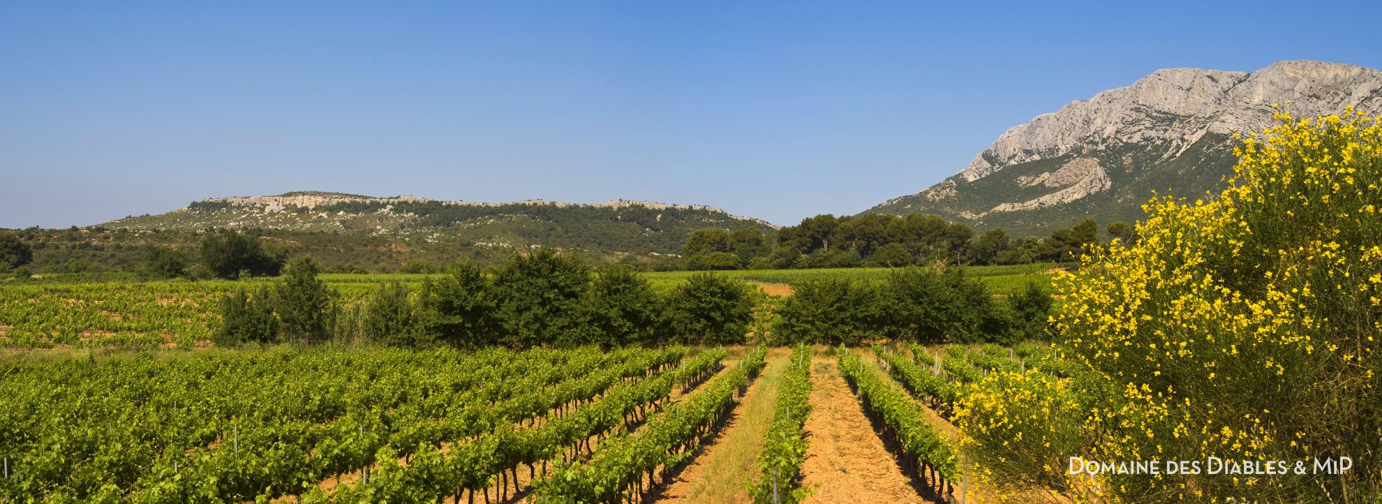 Mediterraner Rosé AOC