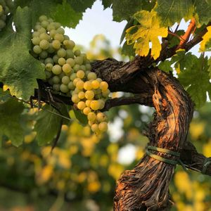 Vernaccia di San Gimignano DOCG